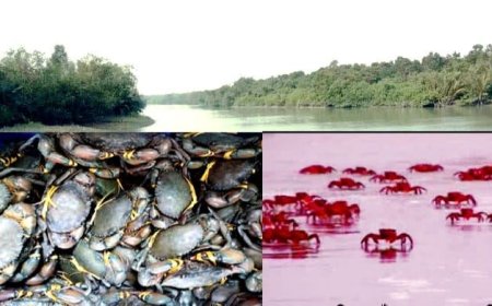 সুন্দরবনে দুই মাস ১৪ প্রজাতির কাঁকড়া আহরণ নিষিদ্ধ