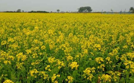 আশাশুনিতে বিনা চাষ ও চাষকৃত জমিতে সরিষা আবাদে সফল কৃষকরা
