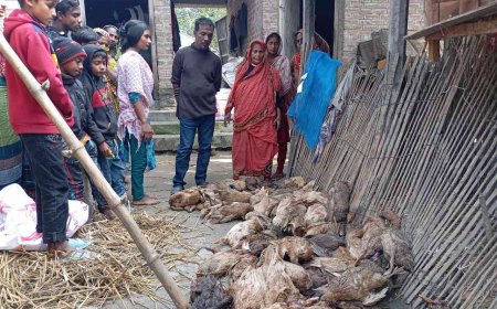 নাটোরে ভুয়া পশু চিকিৎসকের ইনজেকশনে ৪ শতাধিক হাঁসের মৃত্যু!