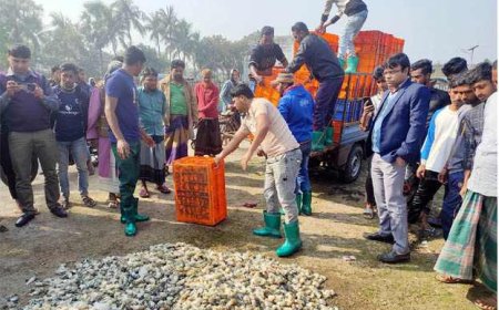 কালিগঞ্জে ক্ষতিকর জেলী পুশকৃত ১৩শ’ কেজি গলদা চিংড়ি বিনষ্ট