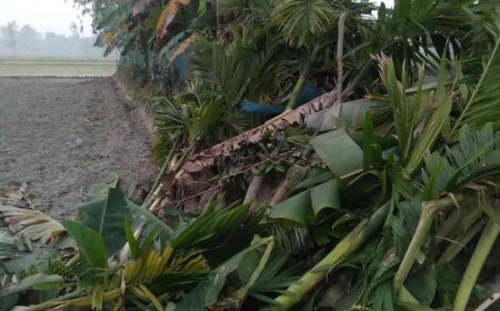 ভূরুঙ্গামারীতে জমির বিরোধে সুপারি গাছ ও কলাগাছ কাটার অভিযোগ