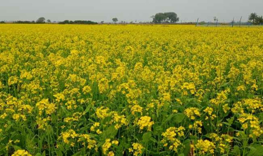 আশাশুনিতে বিনা চাষ ও চাষকৃত জমিতে সরিষা আবাদে সফল কৃষকরা