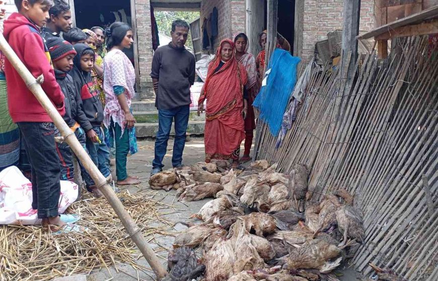 নাটোরে ভুয়া পশু চিকিৎসকের ইনজেকশনে ৪ শতাধিক হাঁসের মৃত্যু!