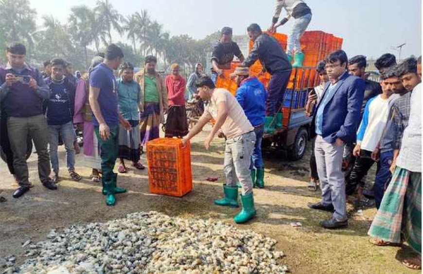 কালিগঞ্জে ক্ষতিকর জেলী পুশকৃত ১৩শ’ কেজি গলদা চিংড়ি বিনষ্ট