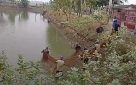 শ্যামনগরে কালিঞ্চি সরকারি দীঘি থেকে লক্ষাধিক টাকার মাছ লুটপাট!