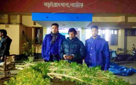বড়াইগ্রামে ১৭ কেজি ওজনের ১০ ফুট দীর্ঘ গাঁজা গাছ উদ্ধার, আটক ১