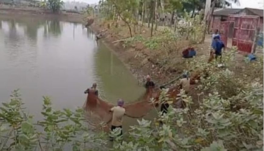 শ্যামনগরে কালিঞ্চি সরকারি দীঘি থেকে লক্ষাধিক টাকার মাছ লুটপাট!