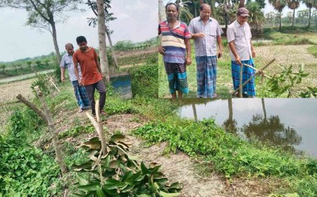 কালিগঞ্জের বিষ্ণুপুরে মৎস্যঘেরের ভেড়ির আম গাছ কেটে দিলো দুর্বৃত্তরা