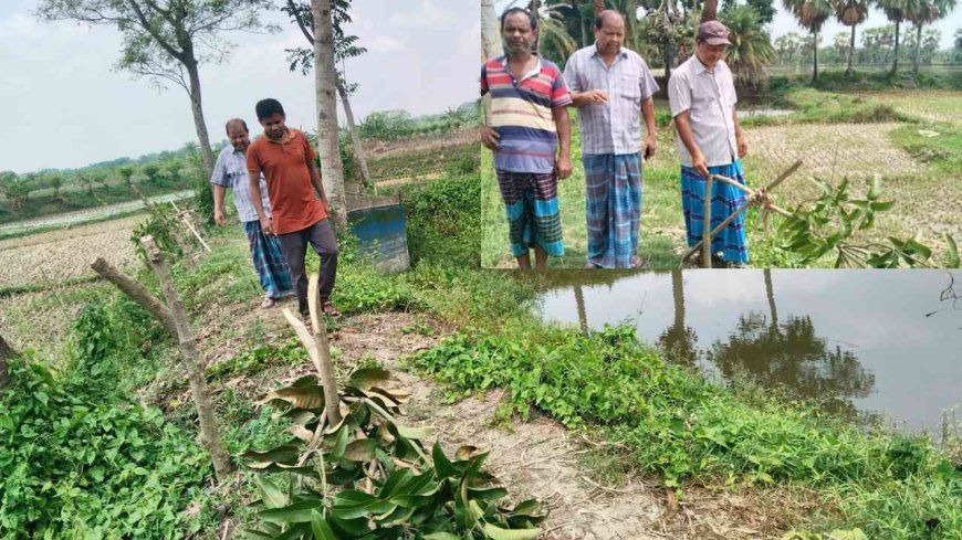 কালিগঞ্জের বিষ্ণুপুরে মৎস্যঘেরের ভেড়ির আম গাছ কেটে দিলো দুর্বৃত্তরা