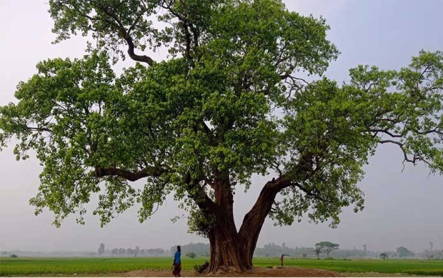 ৫০০ বছরের এই বটগাছ ঘিরে রহস্য আর বিশ্বাসের গল্প