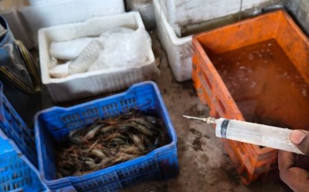 ডুমুরিয়ায় ভ্রাম্যমাণ আদালতে চিংড়ি ব্যবসায়িকে জরিমানা