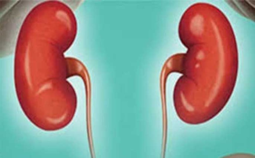 কিডনি পরিষ্কার রাখে যে ৭ খাবার