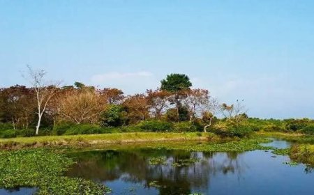 শিকিয়াঝোরা এখানে আছে এমাজনের ছোয়া 