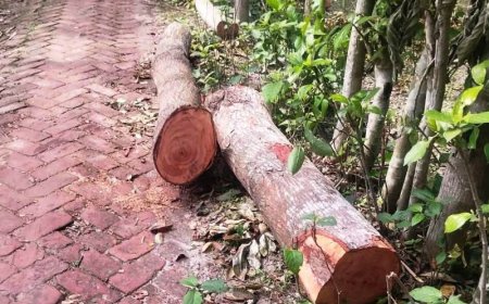 দেবহাটায় সরকারি রাস্তার গাছ কাটার অভিযোগ