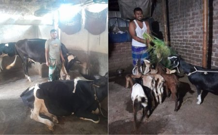 সৈয়দপুরে গরু ও ছাগলের খামার করে স্বাবলম্বী ফিরোজ আহমেদ