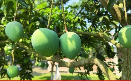 সাতক্ষীরায় আম ক্যালেন্ডার ঘোষণা