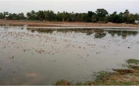আশাশুনিতে রাতের আঁধারে ১০ হজার বিঘা ধানের জমিতে লোনাপানি তোলার অভিযোগ 