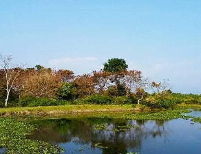 শিকিয়াঝোরা এখানে আছে এমাজনের ছোয়া 