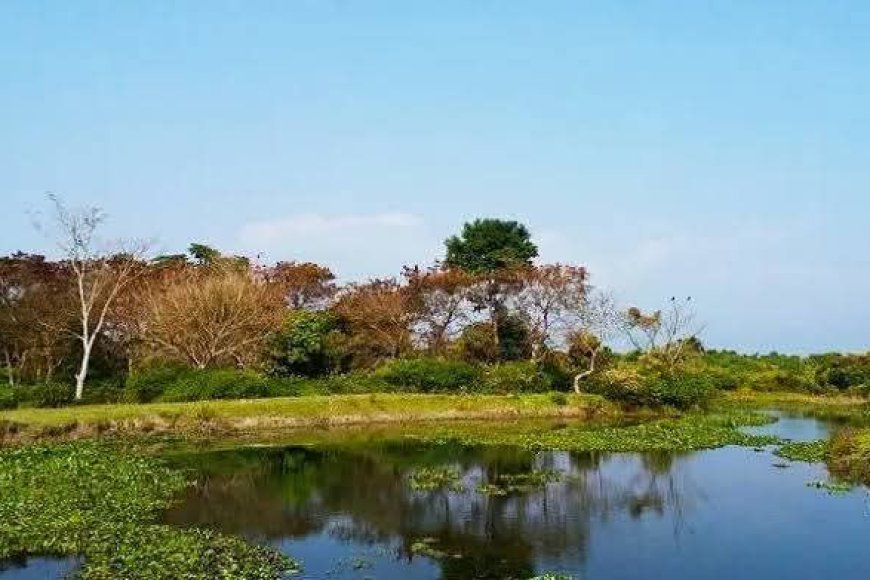 শিকিয়াঝোরা এখানে আছে এমাজনের ছোয়া 