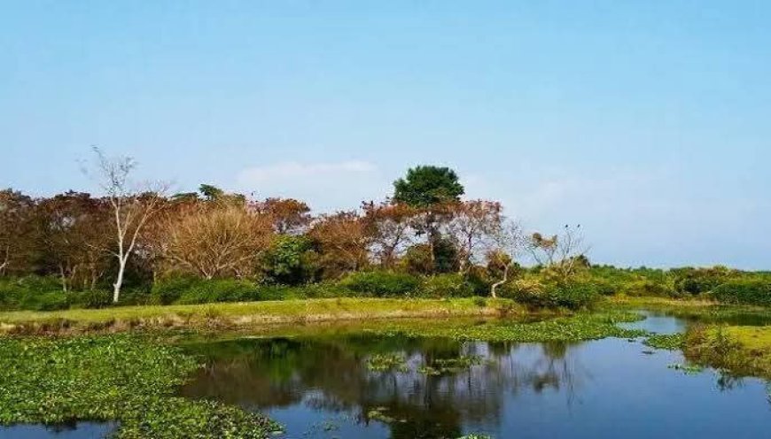 শিকিয়াঝোরা এখানে আছে এমাজনের ছোয়া 