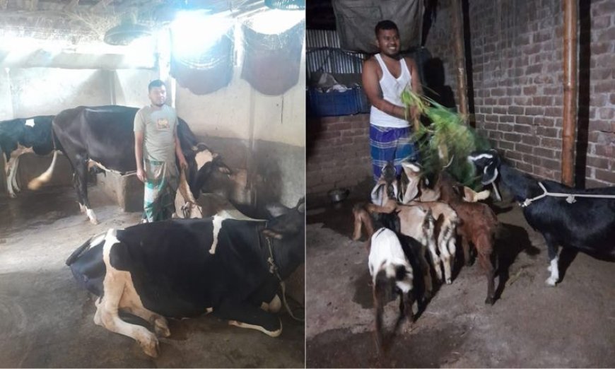 সৈয়দপুরে গরু ও ছাগলের খামার করে স্বাবলম্বী ফিরোজ আহমেদ