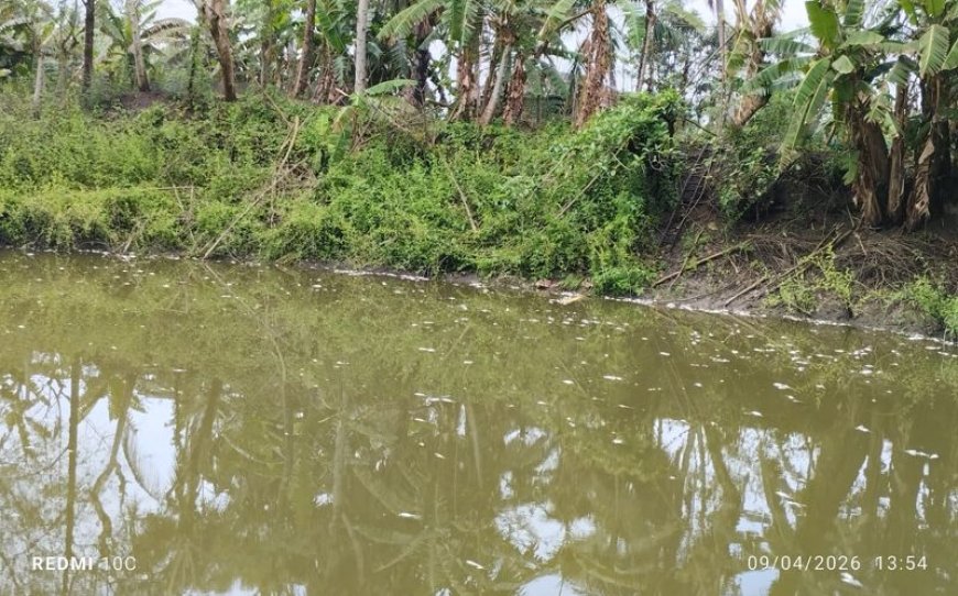 কালিগঞ্জে জমিজমার বিরোধে পুকুরে বিষপ্রয়োগ ও মারপিট, আহত ৪