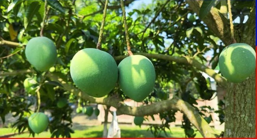 সাতক্ষীরায় আম ক্যালেন্ডার ঘোষণা