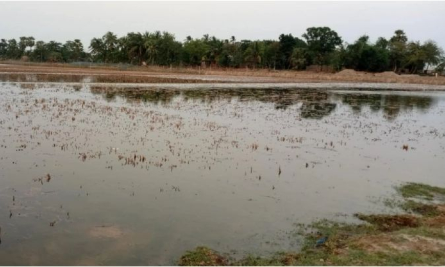 আশাশুনিতে রাতের আঁধারে ১০ হজার বিঘা ধানের জমিতে লোনাপানি তোলার অভিযোগ 