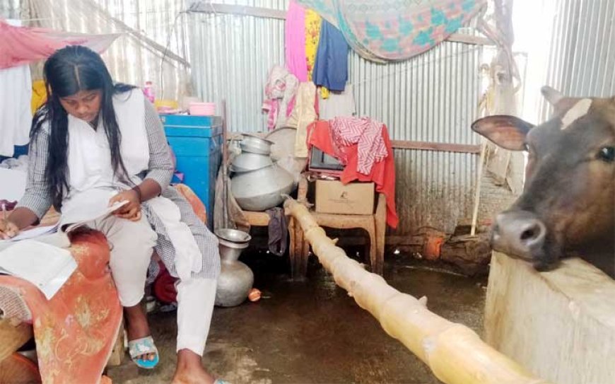 বড়াইগ্রামে সরকারি  বরাদ্দের টাকা বিতরণে অনিয়ম:  গোয়ালঘরে বাস করা মেয়েটির ভাগ্যেও জুটলো না শিক্ষাবৃত্তি!